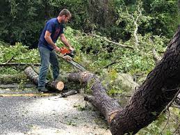 Reliable Juno Beach, FL  Tree Services Solutions